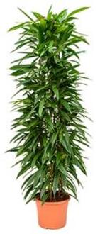Ficus amstel king columnae kamerplant