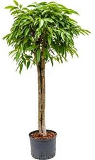 Ficus amstel king stam 3 hydrocultuur plant