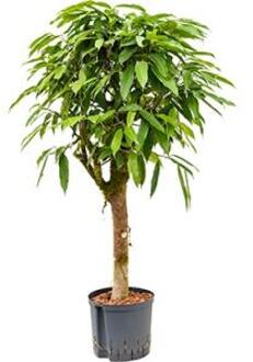 Ficus amstel king stam S hydrocultuur plant