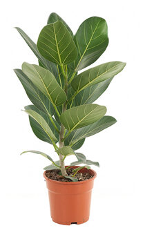 Ficus Audrey - P 17 cm