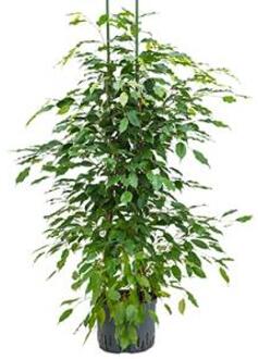 Ficus benjamina 2pp hydrocultuur plant