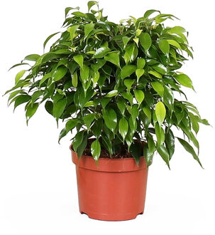 Ficus Benjamina 'Green Kinky' - P12