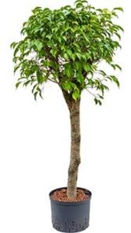 Ficus benjamina stam L hydrocultuur plant