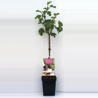Ficus Carica Brown Turkey | vijg op stam | Ø 24 cm
