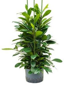 Ficus cyathistipula 6pp M hydrocultuur plant