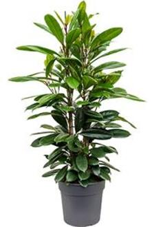 Ficus cyathistipula M kamerplant
