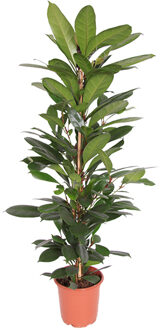 Ficus Cyathistipula - P 21 cm