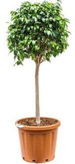 Ficus danielle L kamerplant