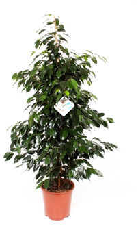 Ficus Danielle P 27 cm