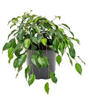 Ficus danielle S kamerplant