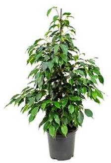 Ficus danielle S2 kamerplant