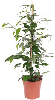 Ficus 'Danita' P 17 cm