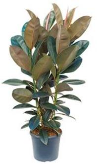 Ficus elastica abidjan M kamerplant