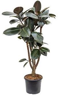 Ficus elastica abidjan vertakt kamerplant