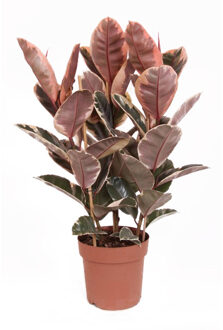 Ficus Elastica Belize (Rubberboom) - P 24