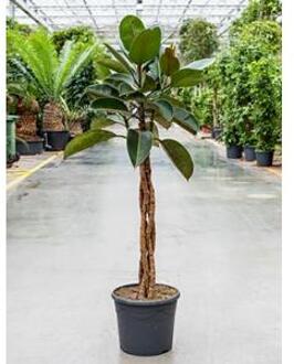 Ficus elastica burgundy kamerplant