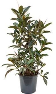 Ficus elastica melany kamerplant