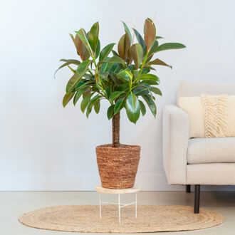 Ficus Elastica Melany op stam - P21