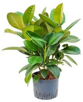 Ficus elastica robusta bush hydrocultuur plant