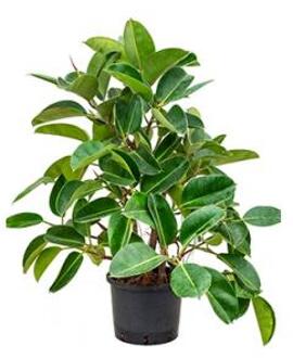 Ficus elastica robusta vertakt hydrocultuur plant