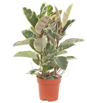 Ficus Elastica Tineke (Bonte Rubberboom) - P 24