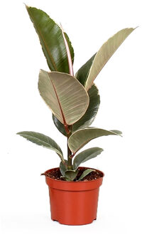 Ficus Elastica 'Tineke' - P 12 cm