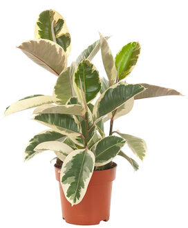 Ficus Elastica 'Tineke' (Rubberboom) P 19 cm