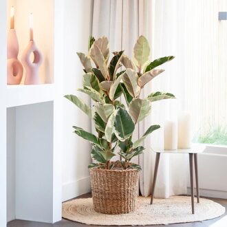 Ficus Elastica Tineke - Rubberboom - P 27