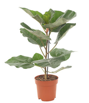 Ficus Everest - P 21 cm