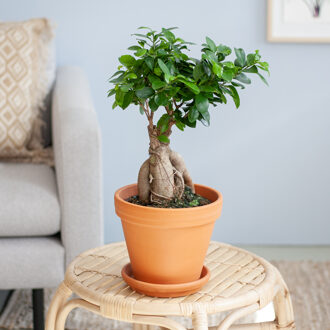 Ficus Ginseng - Ficus Microcarpa - P17