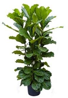 Ficus lyrata 4pp hydrocultuur plant