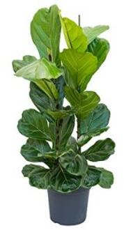 Ficus lyrata L kamerplant