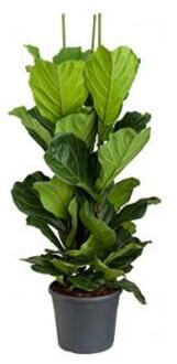 Ficus lyrata L2 kamerplant