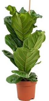 Ficus lyrata M kamerplant