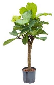 Ficus lyrata stam S hydrocultuur plant