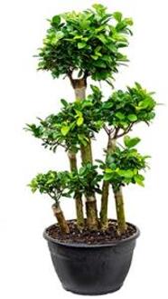 Ficus microcarpa compacta bonsai forrest kamerplant