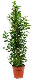 Ficus moclame L kamerplant