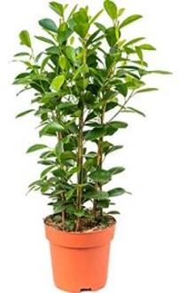 Ficus moclame M kamerplant