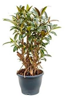 Ficus petit melany kamerplant