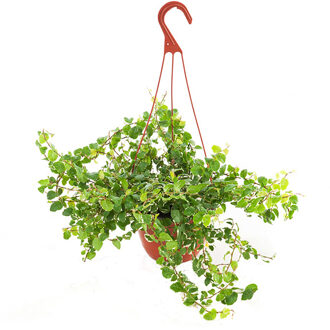 Ficus Pumila 'white sunny' - P 15 cm