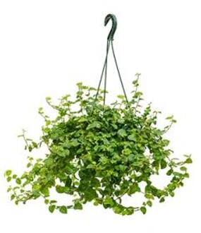 Ficus repens green sunny hangplant