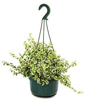 Ficus repens white sunny hangplant