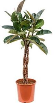 Ficus robusta gevlochten M kamerplant