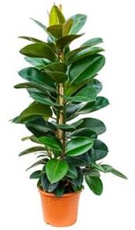 Ficus robusta L kamerplant