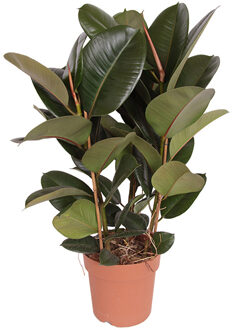 Ficus Robusta (Rubberplant) - P 24 cm