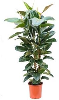 Ficus robusta XL kamerplant