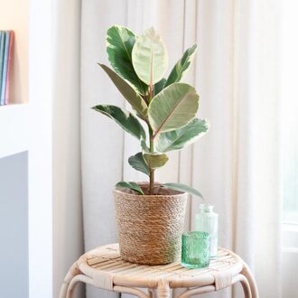 Ficus Tineke - Bonte Rubberboom - P17