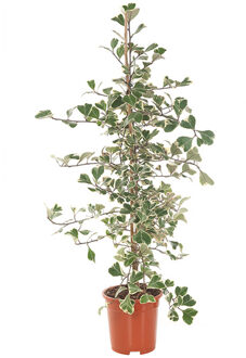 Ficus Triangularis Variegata 'Sweet Heart' - P 17 cm