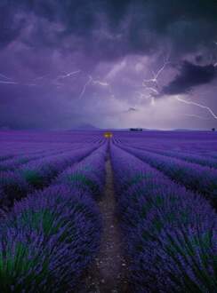 Field Of Lavender Vlies Fotobehang 192x260cm 4-banen