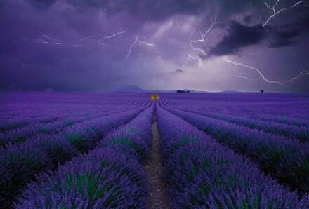 Field Of Lavender Vlies Fotobehang 384x260cm 8-banen
